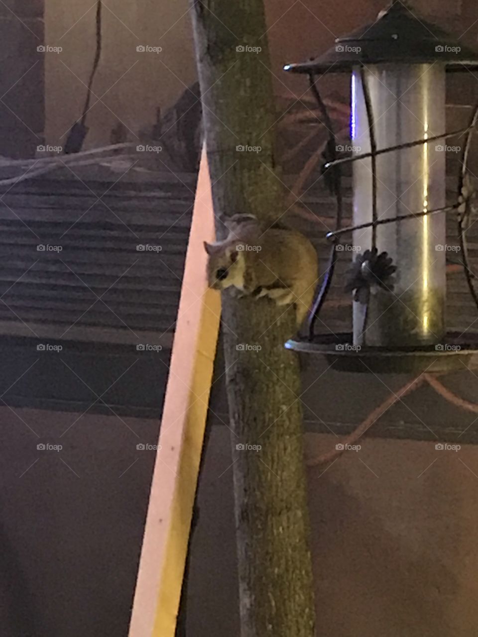 A flying squirrel at the camper 