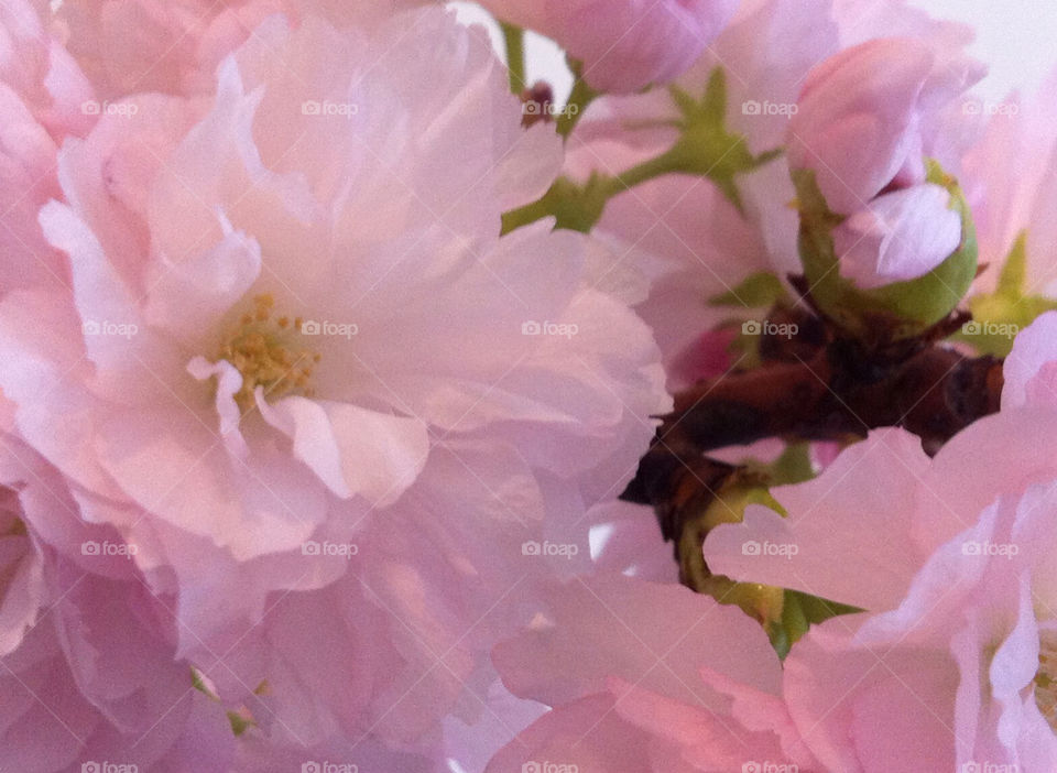 spring pink flower cherryblossom by Nikita80