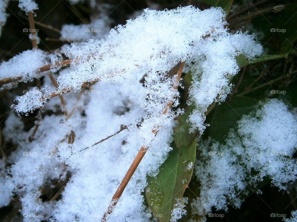 spring snow