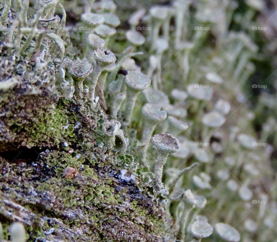 Mushroom and Moss 