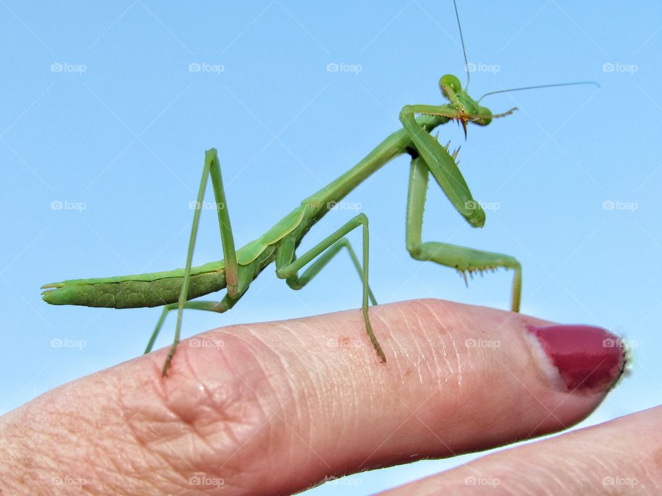 praying mantis on finger