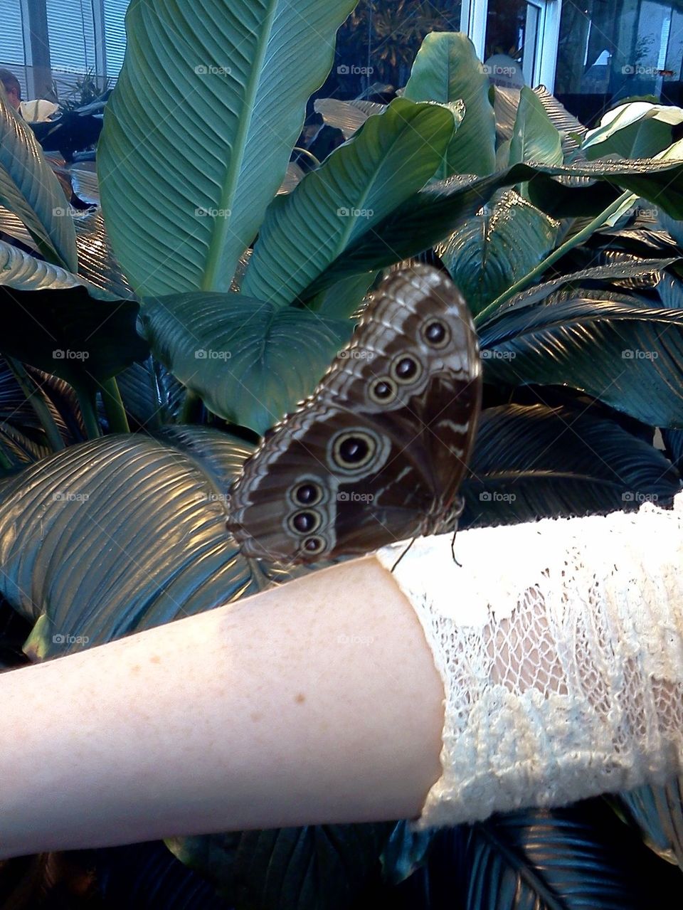 Butterfly Friend