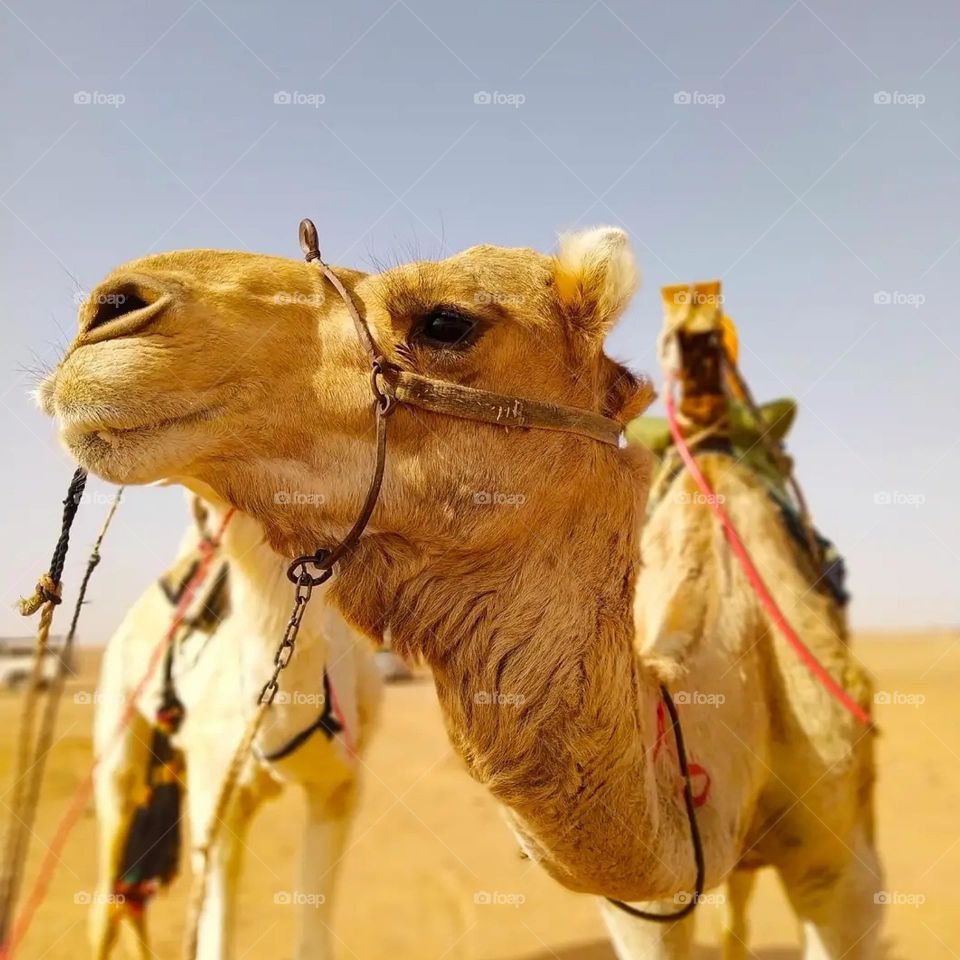 camel