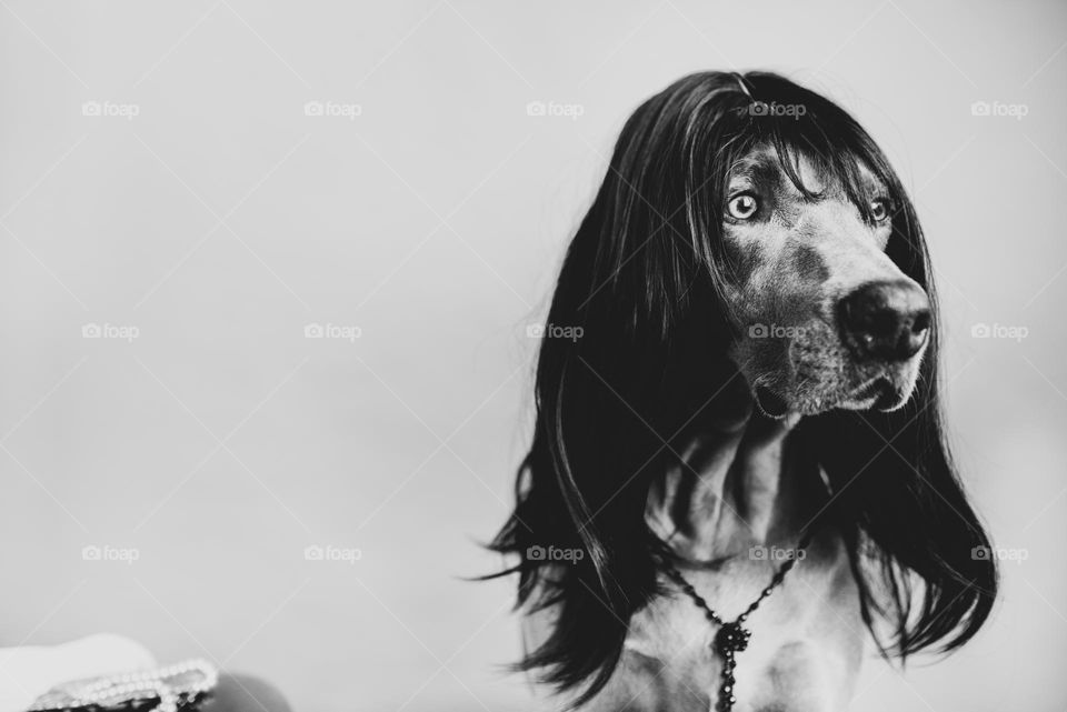 Black and white portrait of a Weimaraner dog wearing a wig 