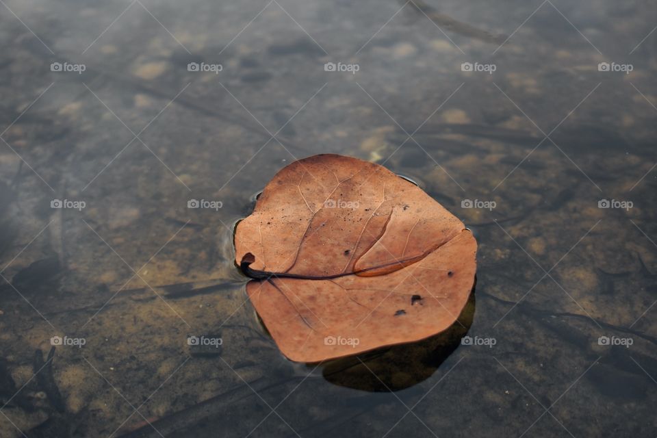 When the water’s calm, the leave’s rest