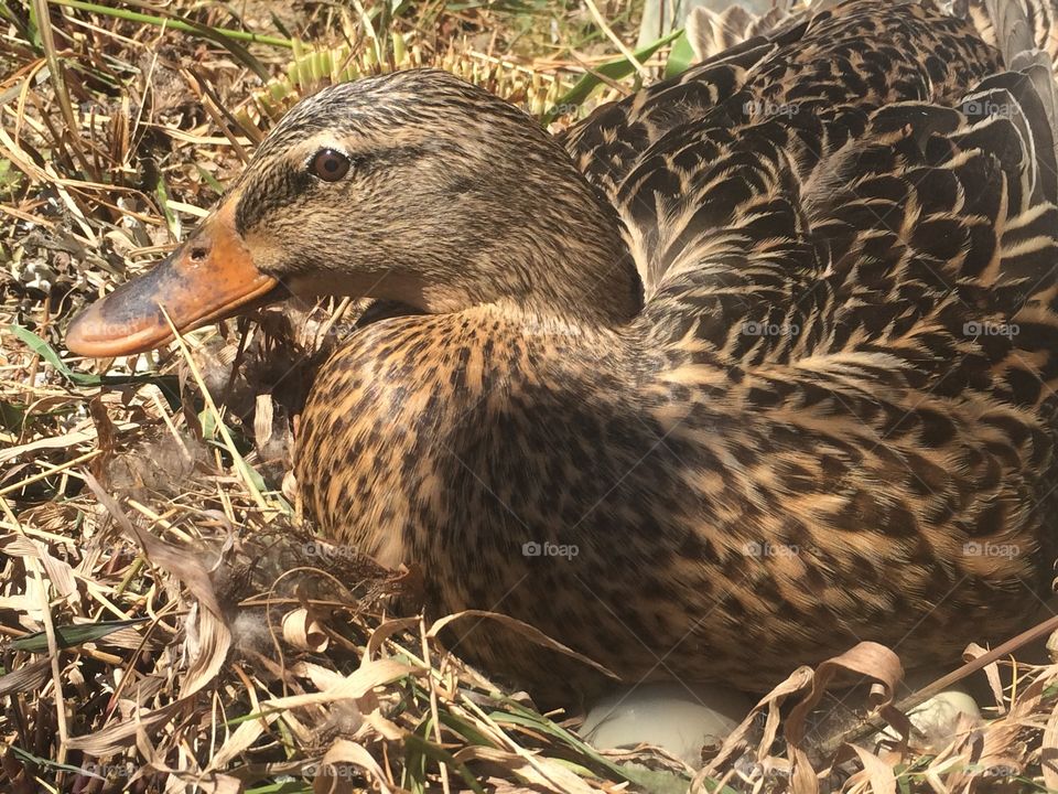 Momma duck on her nest
