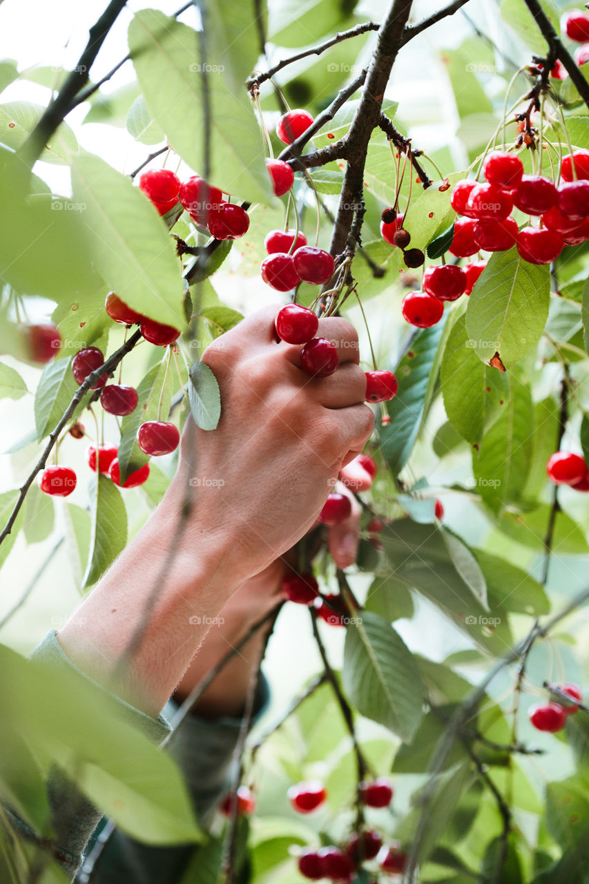 Young man picking cherry berries from tree