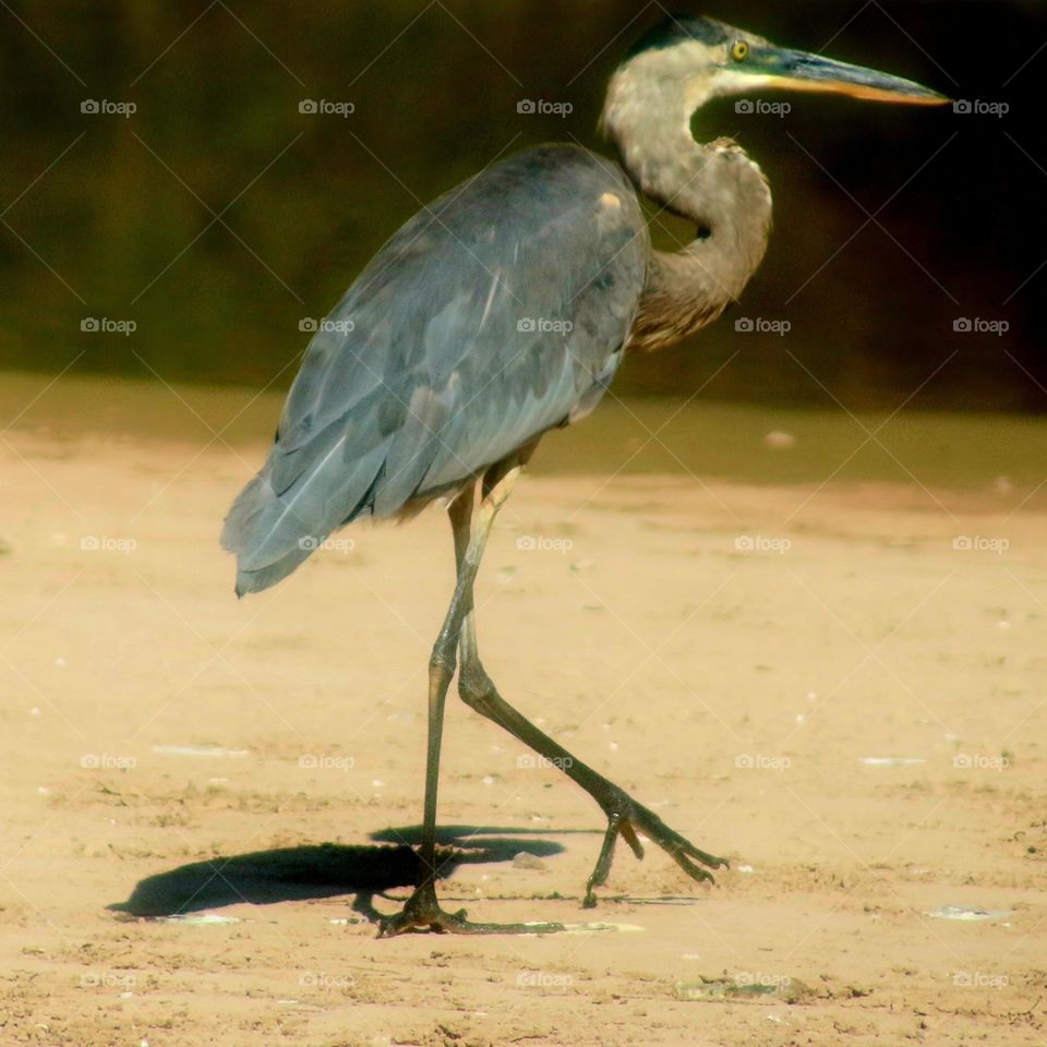Great Blue Heron on Shore