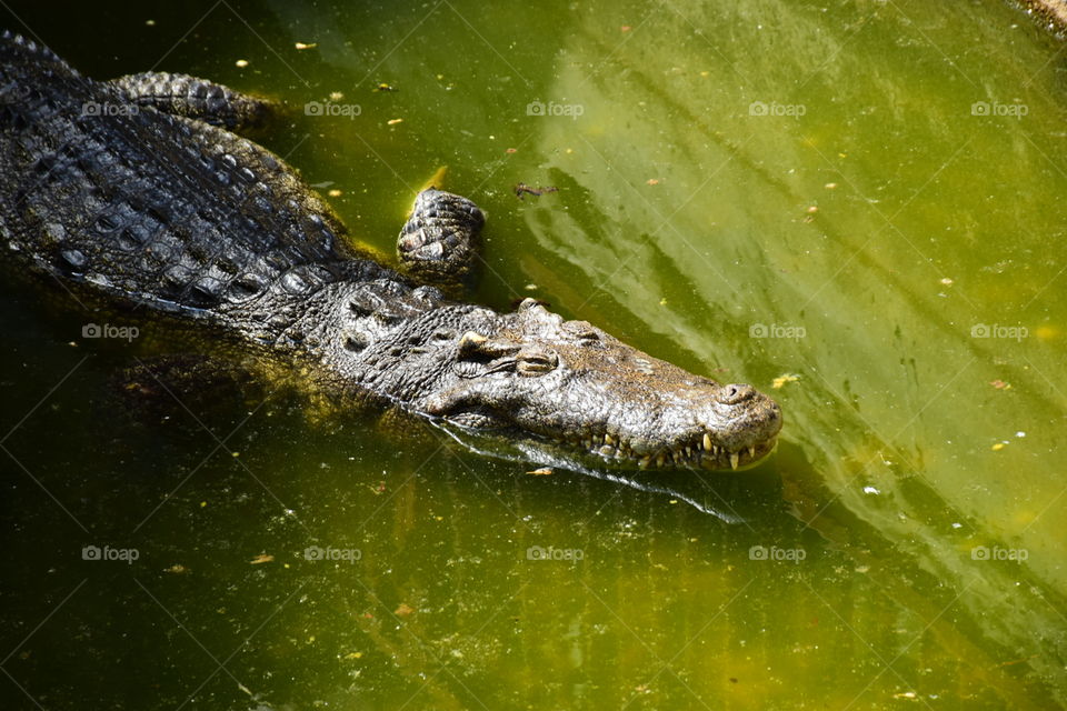 crocodile in water