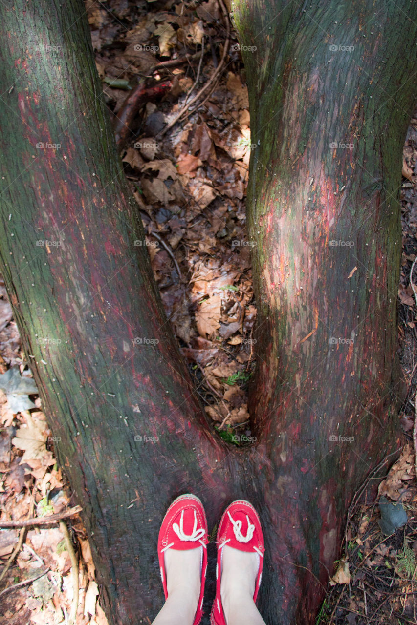 Red shoes and a giant tree 