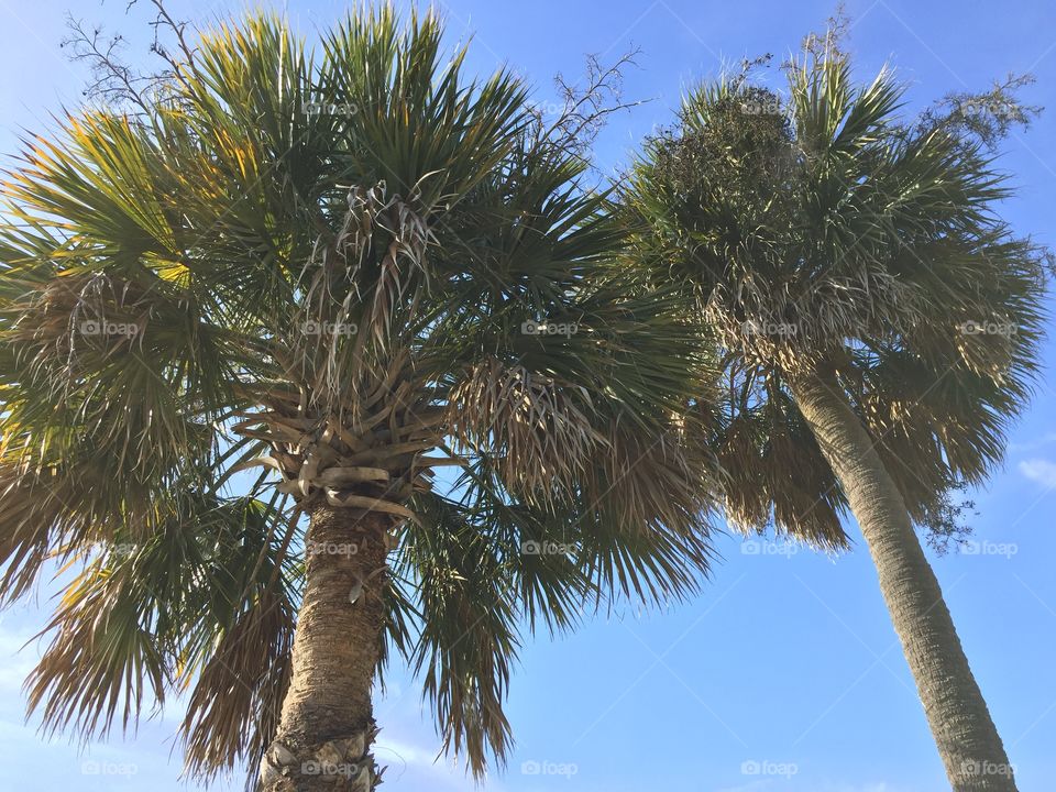 Christmas Palms. Palm trees outside of Charleston, SC during mid-winter.