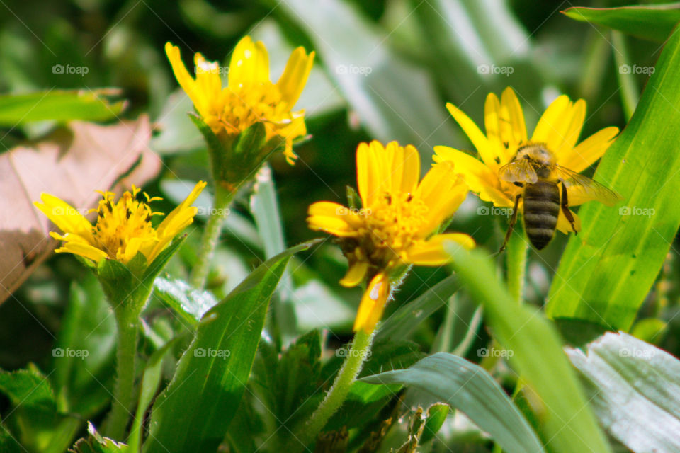 Bee and flowers