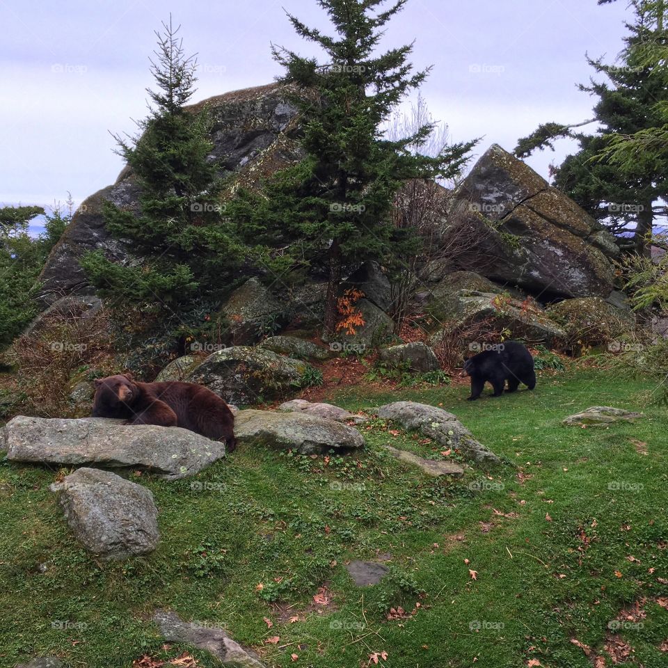 A fall day on Grandfather Mountain!
