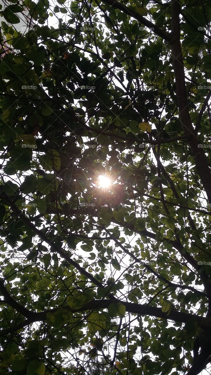 Sun and Leaf