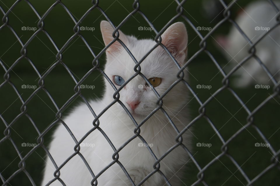 This is cat of Van from Turkey. it is endemic species. it has heterochromia iridium two color on eyes.