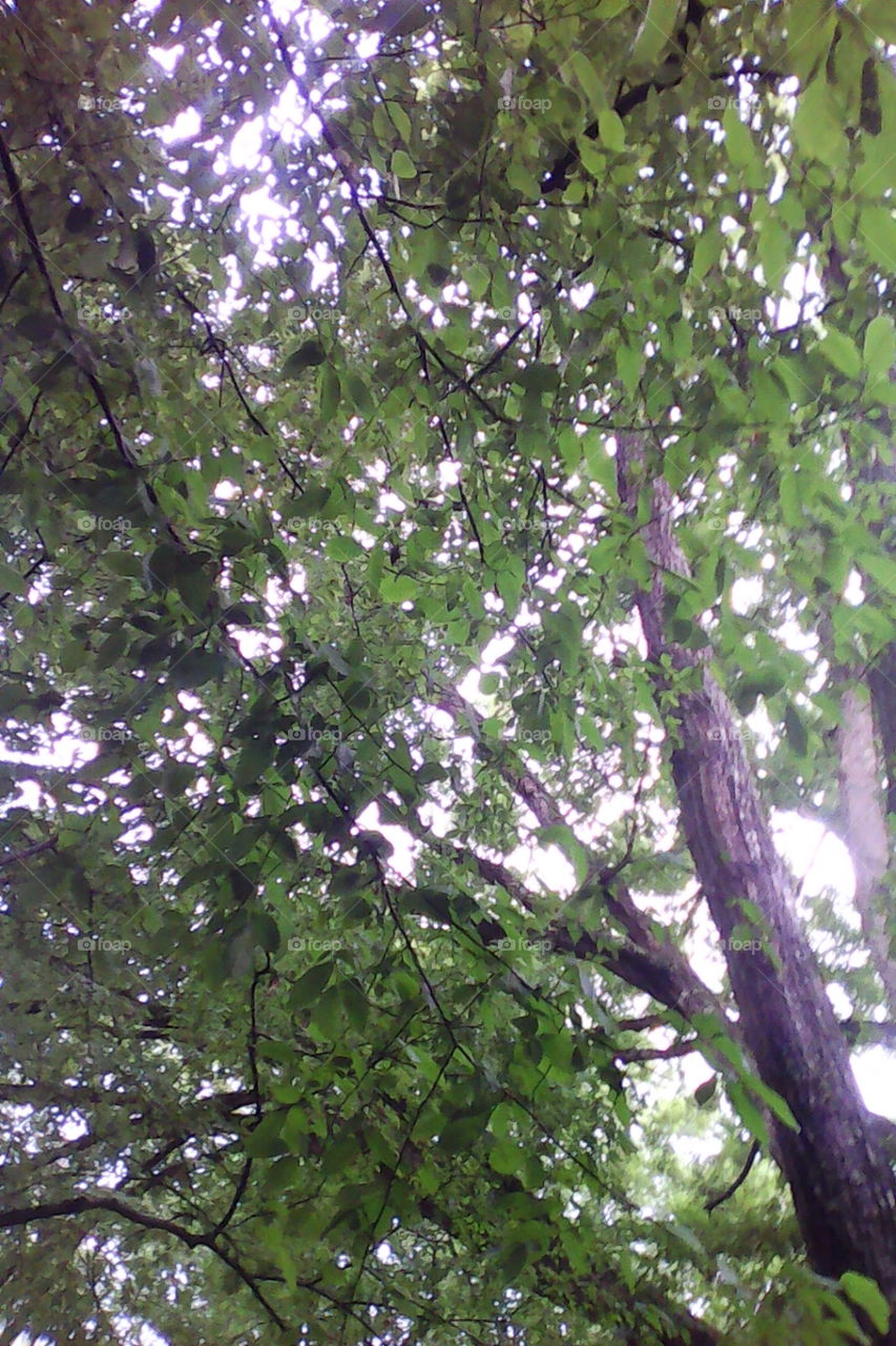Tree, Leaf, Nature, Wood, Environment