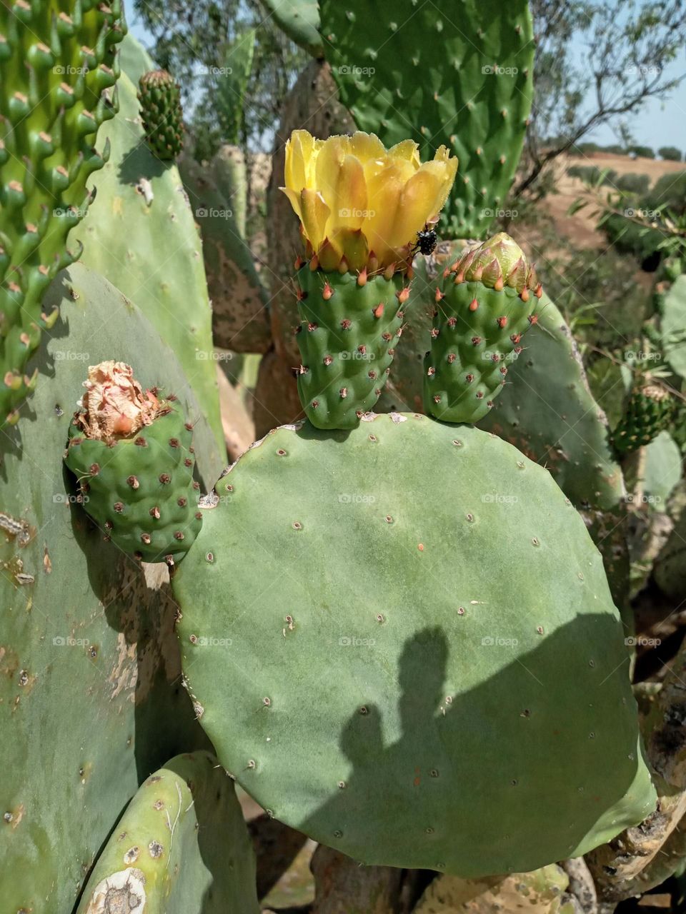 Cactus