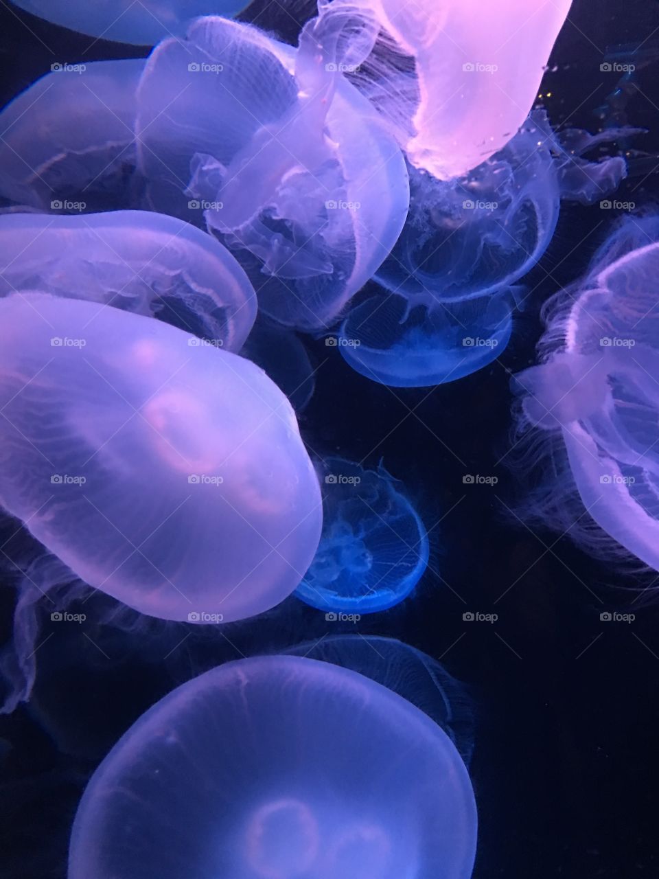 Jelly fish 