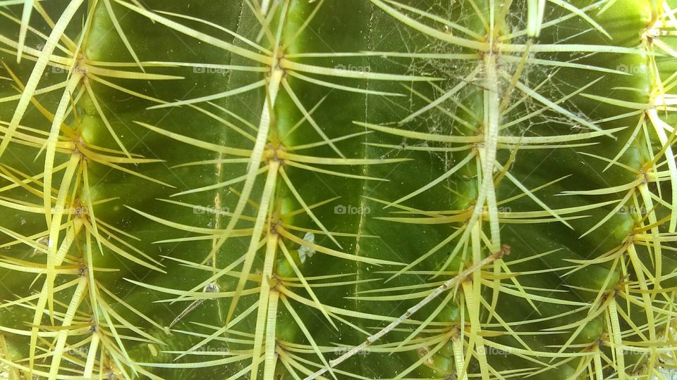 cactus needles