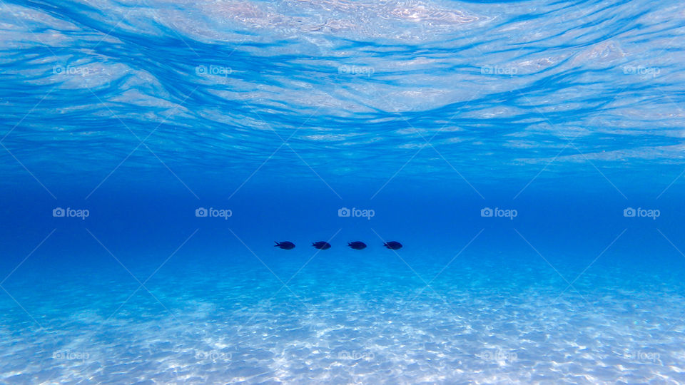 Fishes swimming in underwater