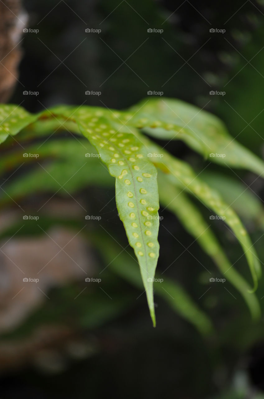 leaf
