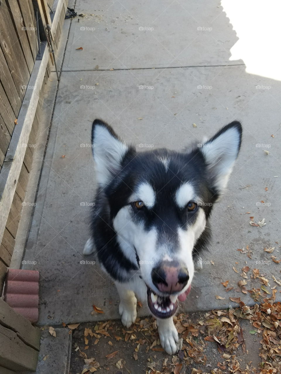 Dog, Canine, No Person, Portrait, Cute