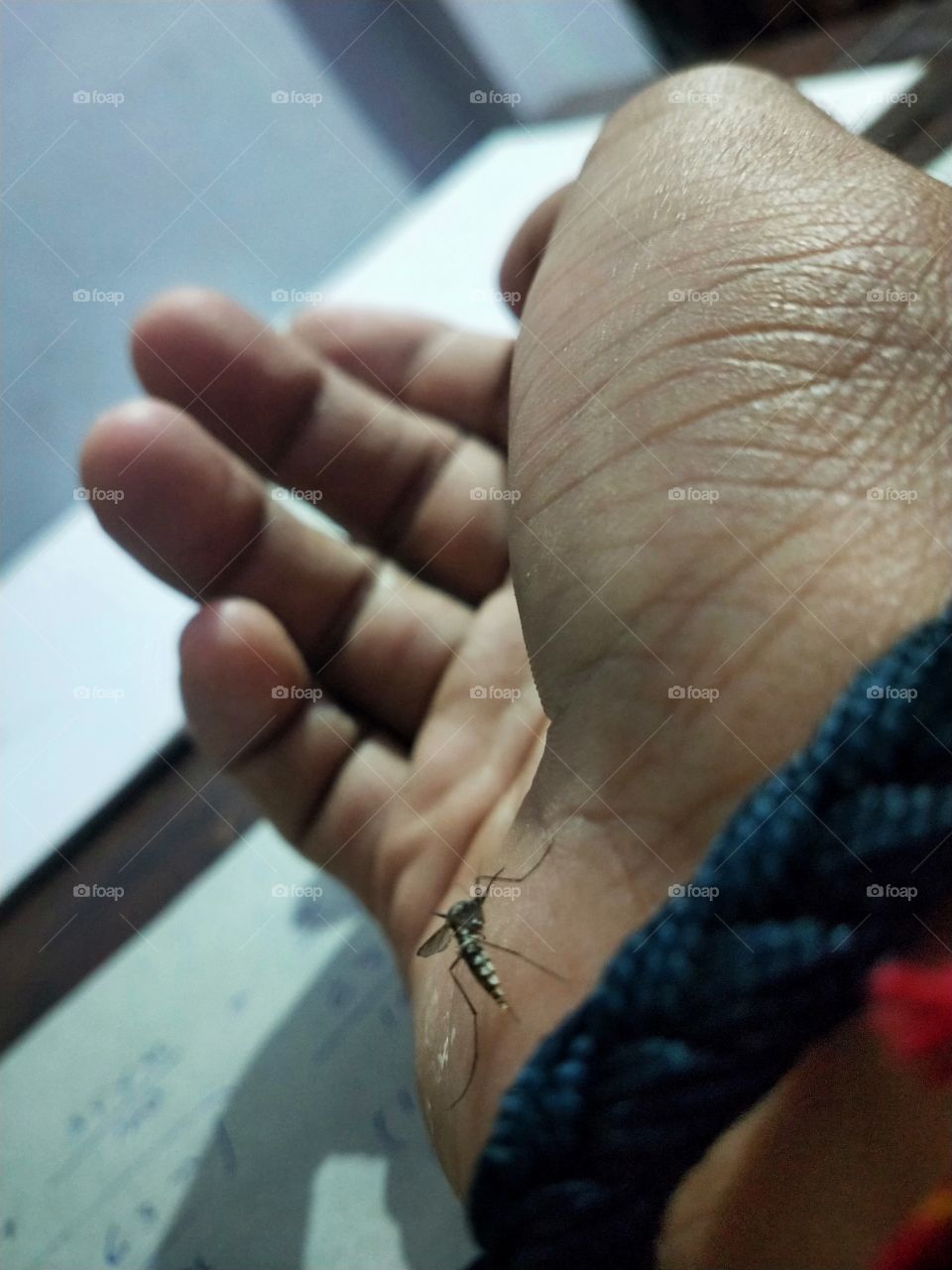 mosquito 😜😂🦟