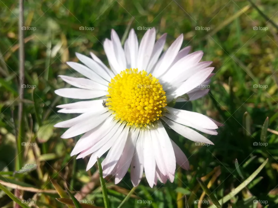 flower