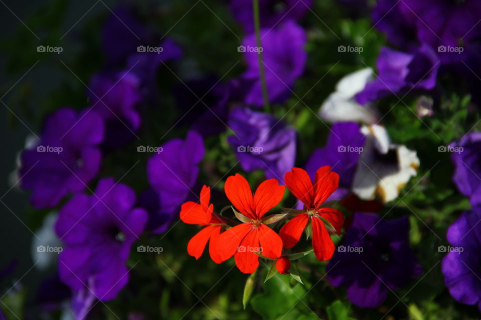 red and purple flowers