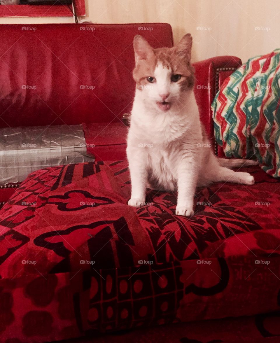 Walter with a smile... orange cat smiling. 