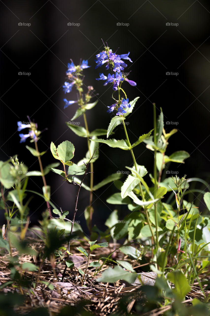 Wild mountain flowers 