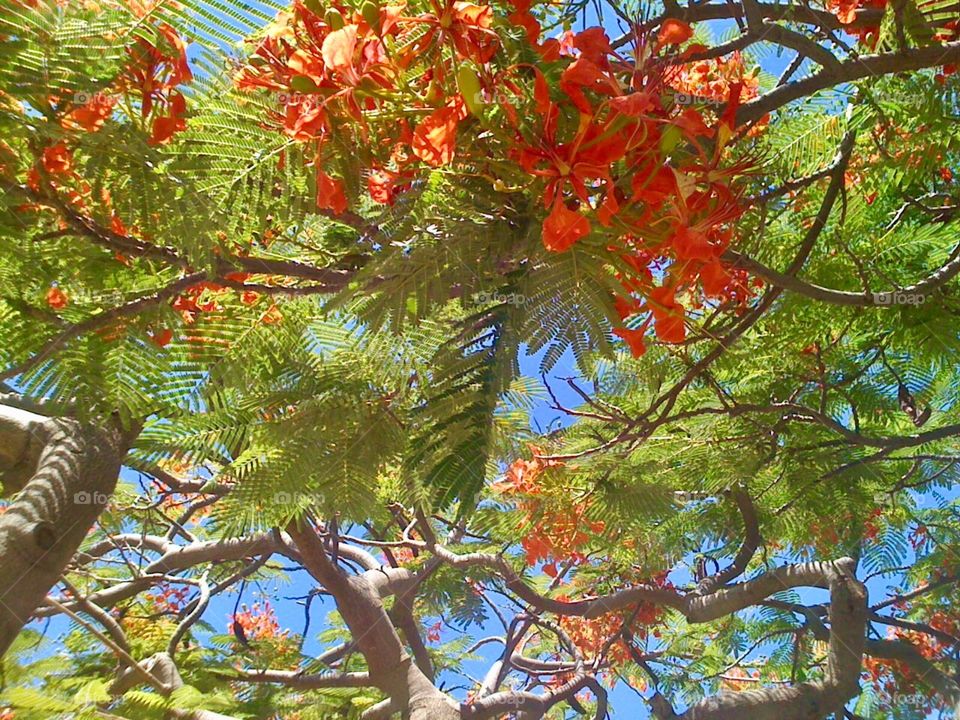 Flowering Acacia Tree in Honolulu, Hawaii 