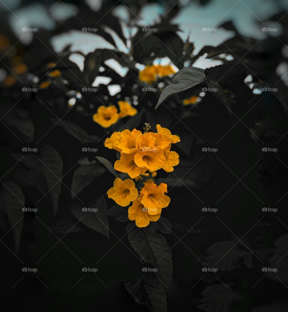 "flowers grow back, even after they are stepped on ...so will i " 🌼❤️