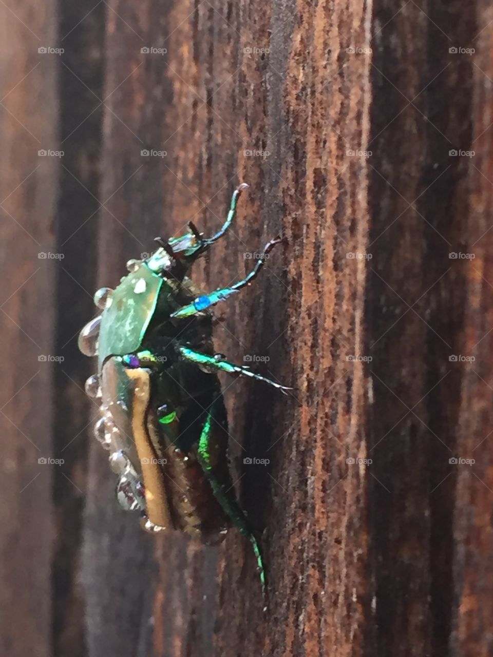 Green June bug 