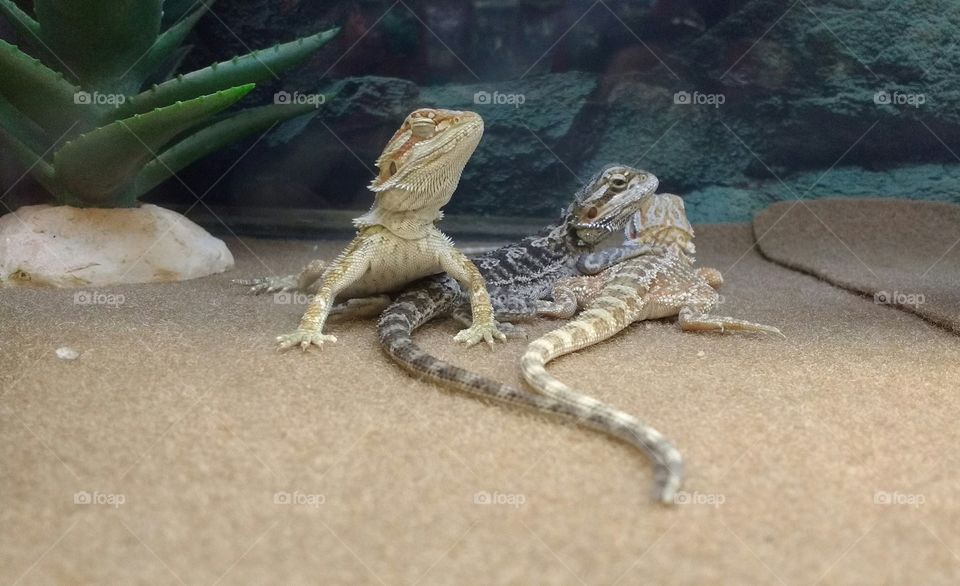 Three Iguanas