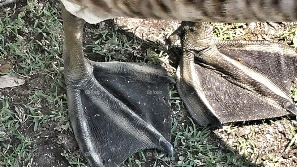 Duck Feet