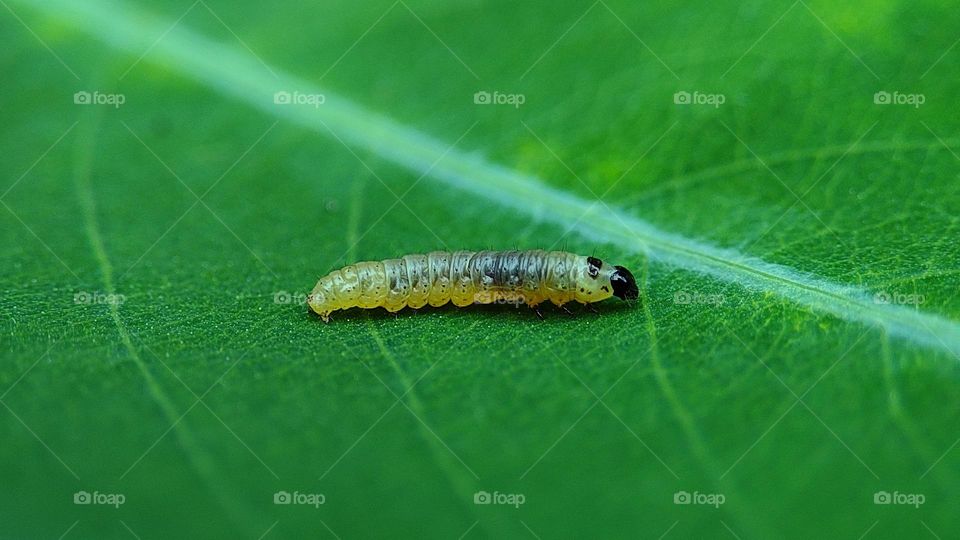 white colour maggot on a green leaf