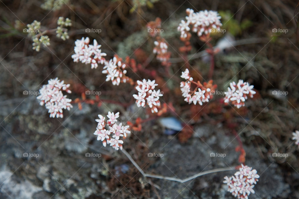 Flowers in bohuslän sweden