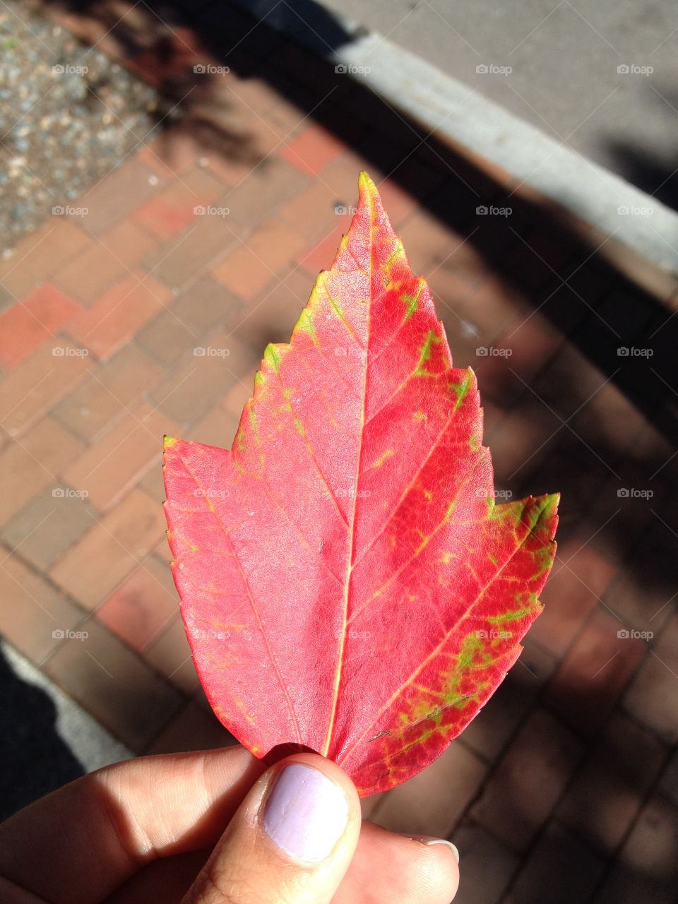Colorful autumn leaf. 