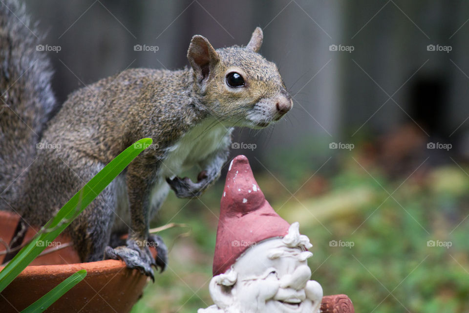 curious squirrel with gnome 