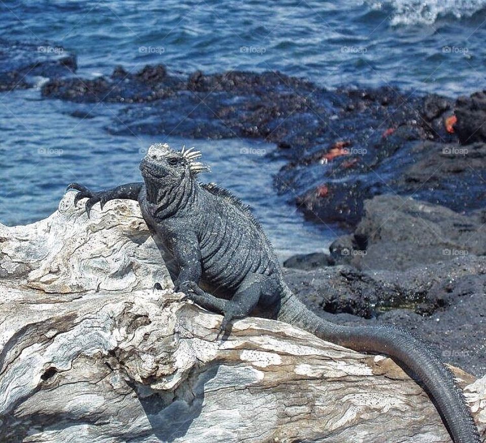 Marine iguana Galapagos 