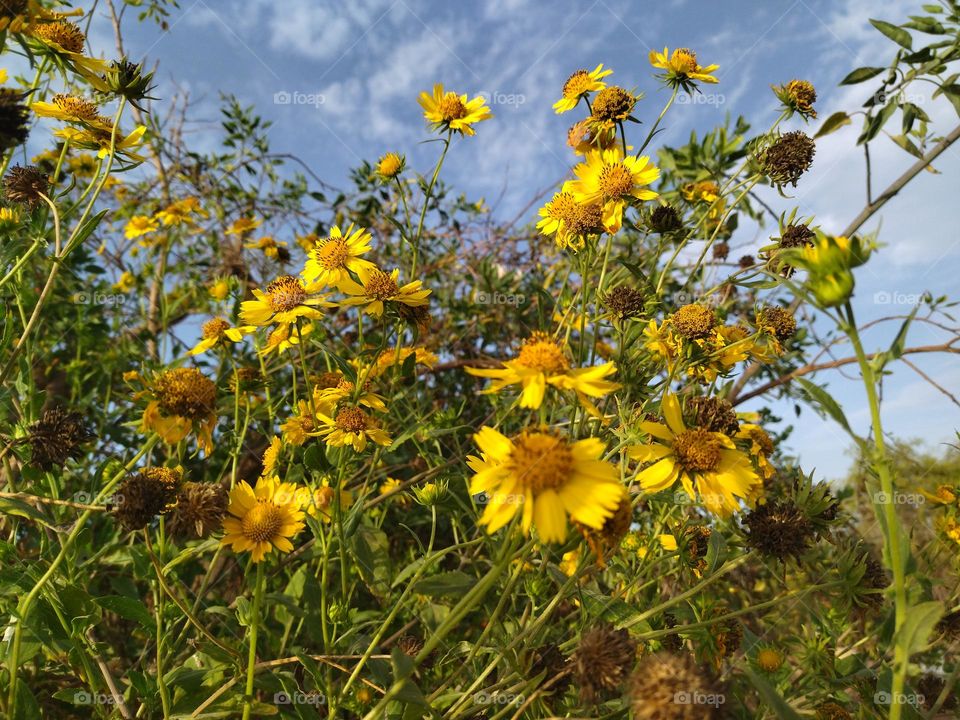 Flowers and clouds