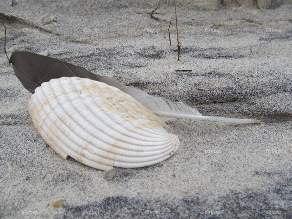 Shell and feather 