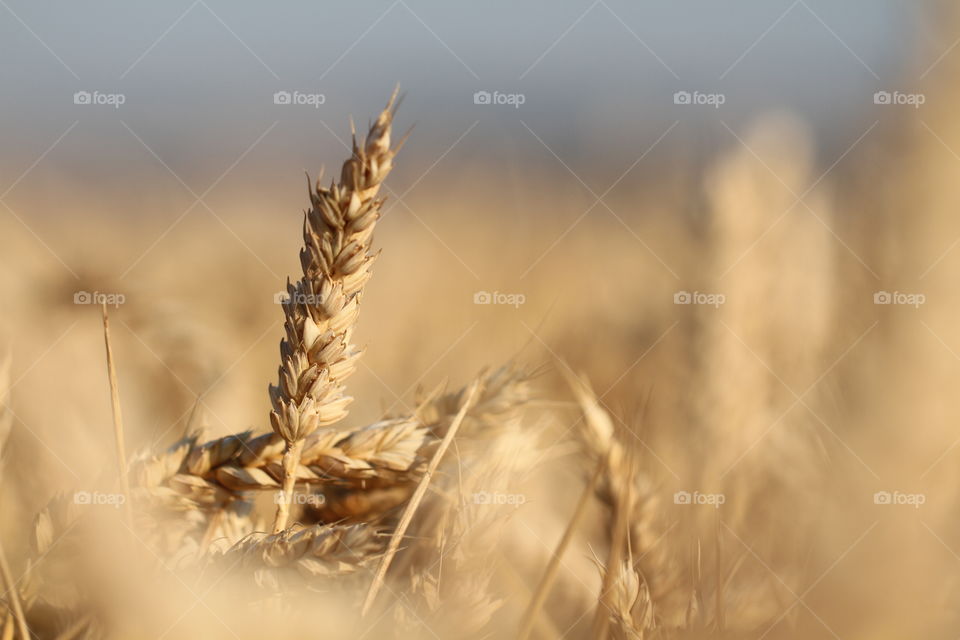 An isolated ear of wheat.. An early morning shot of an isolated ear of wheat with the remaining wheat field blurred out.