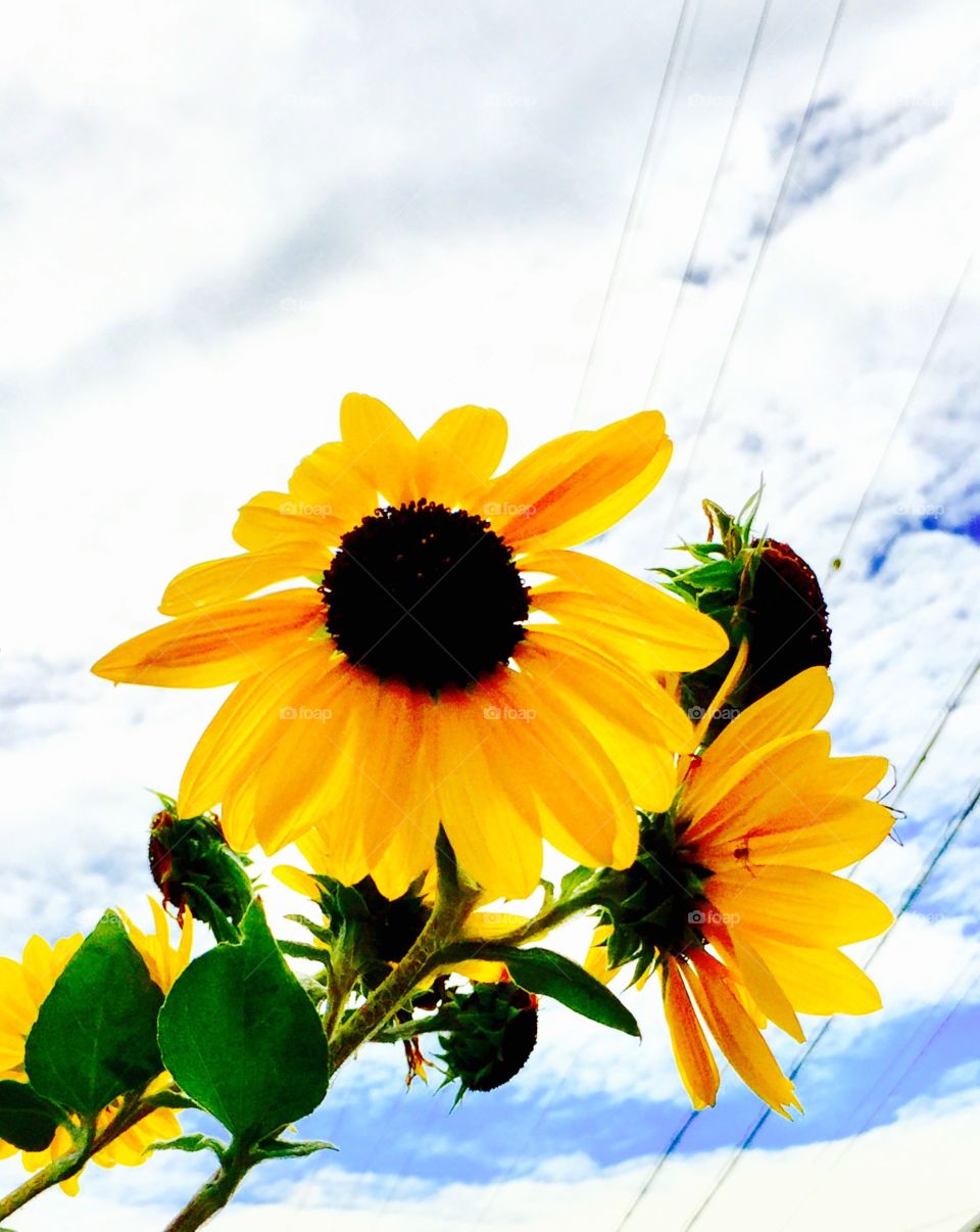 sunflower at the end of  summer