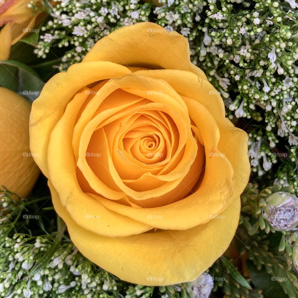 Yellow rose