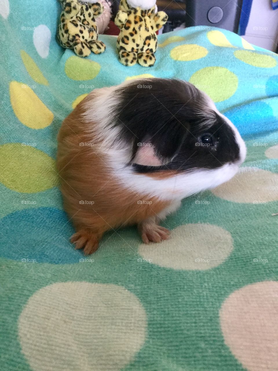 Curious and playful guinea pig 