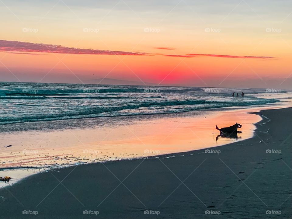 This is one of the last days of summer fun. This photo shows it all! This is a crisp picture showing the sunset with a dog playing fetch on the beach. There are no recognizable people. The Pacific Ocean sunset is pure bliss on Earth.