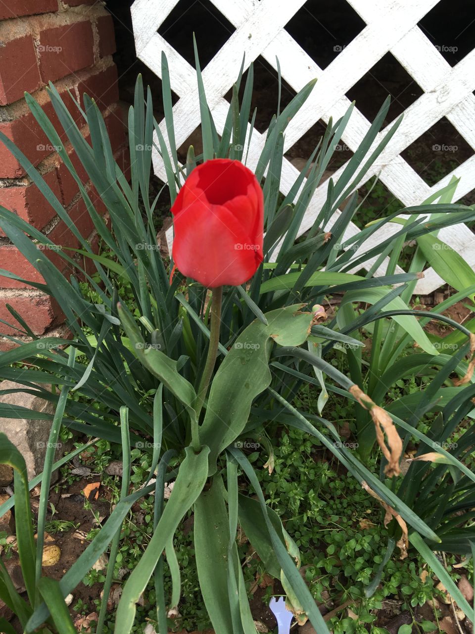 Bright red beautiful tulip with its dark green leaves. First born of the season.