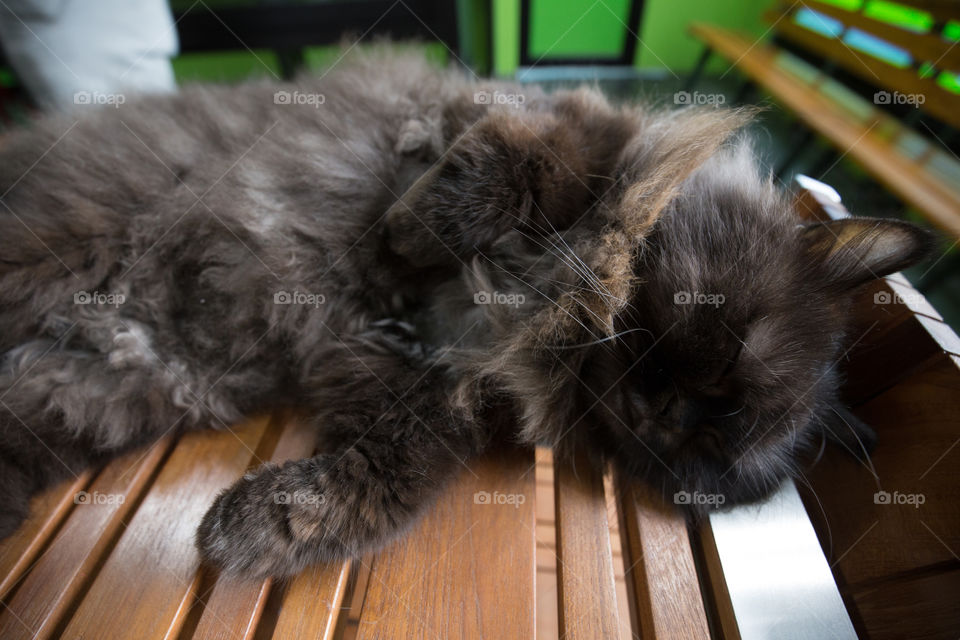 Cat on the table 